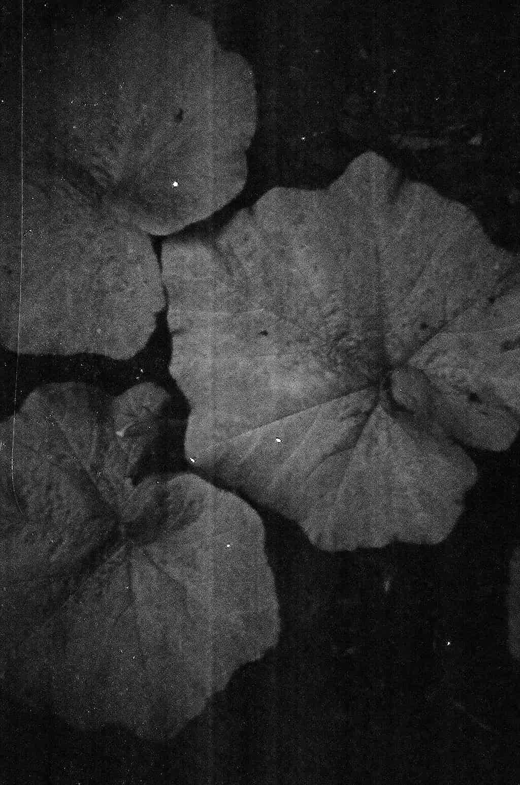 Fotografia de hojas de una planta