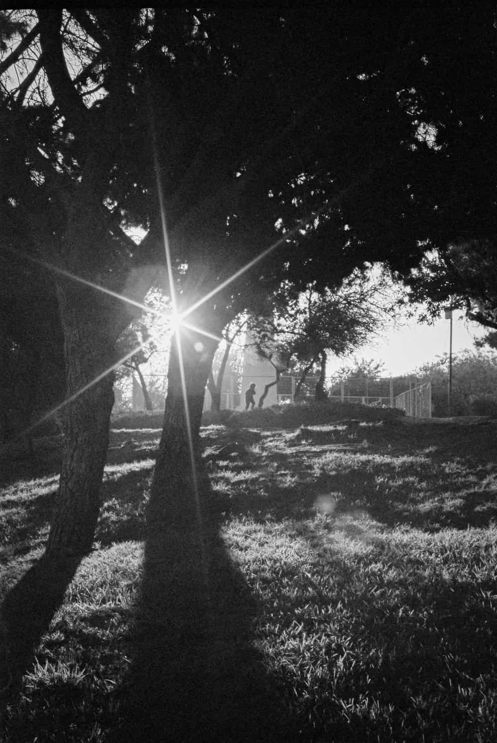 Fotografia de los rayos del sol pasando entre dos arboles