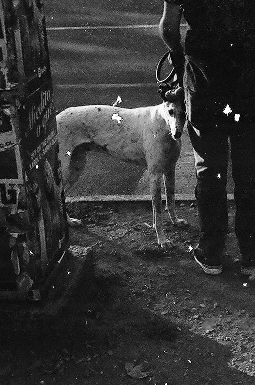 Fotografia de un hombre llevando de la mano un perro galgo